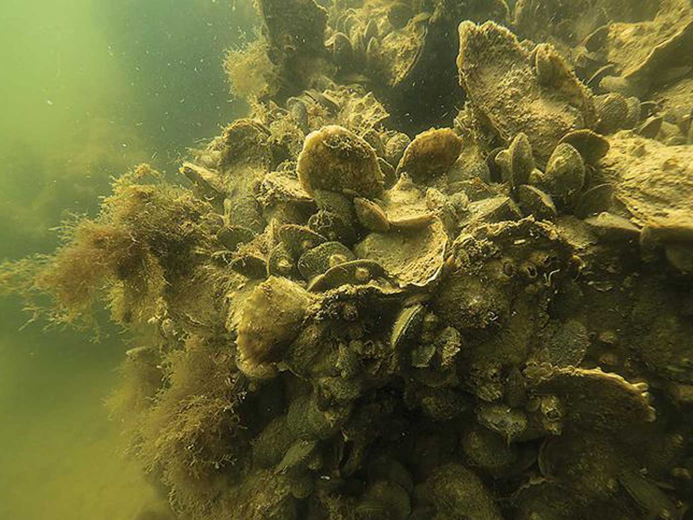 Chesapeake Bay Oysters In Water 7311